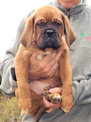 nostalgie de france, elevage de dogues de Bordeaux, chiens de race , Mme Chichkina éleveur de Dogues